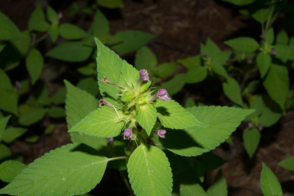 Калея закатечичи