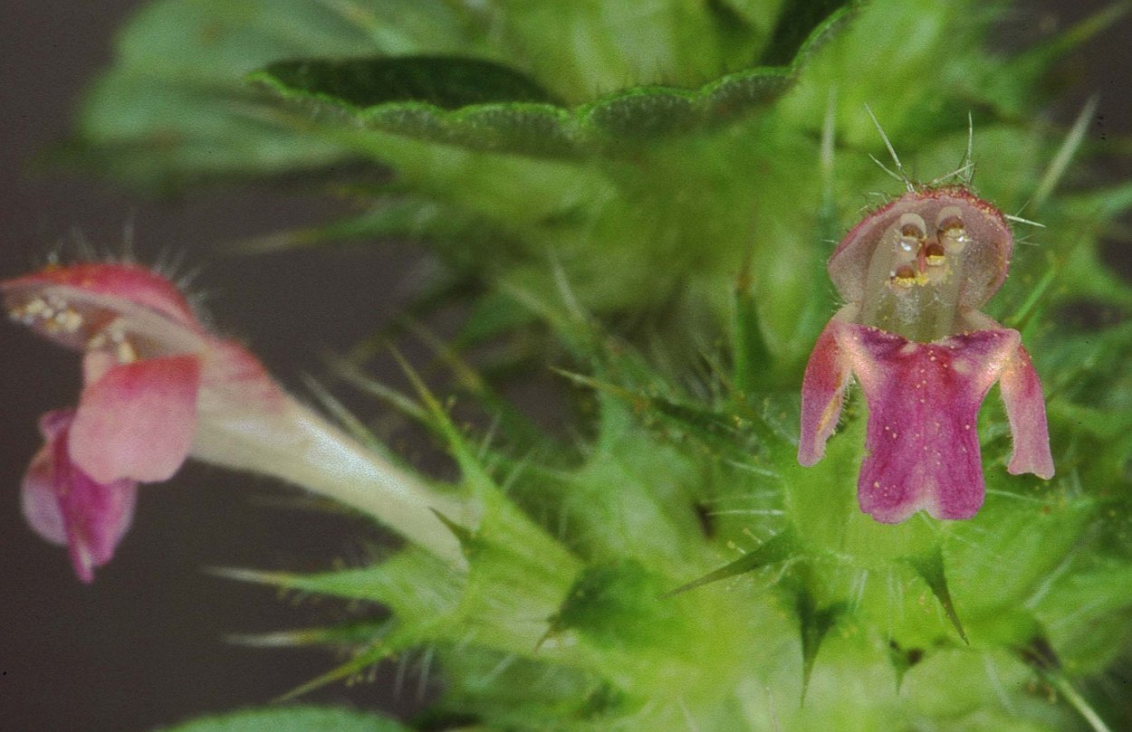 Пикульник двунадрезанный