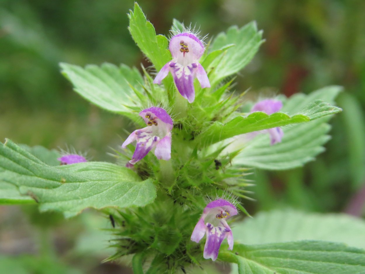 Пикульник обыкновенный, жабрей