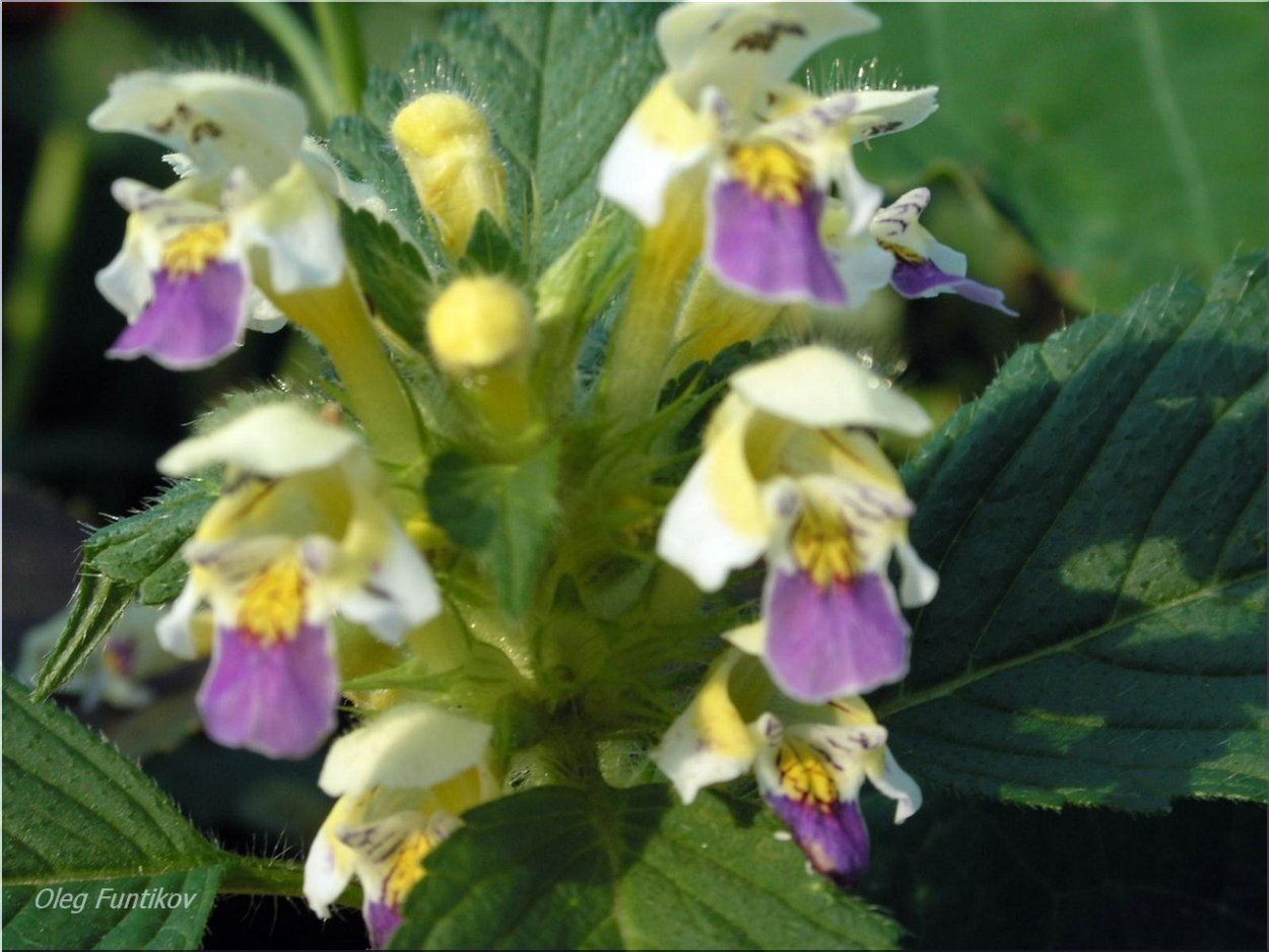 Пикульник Губоцветные