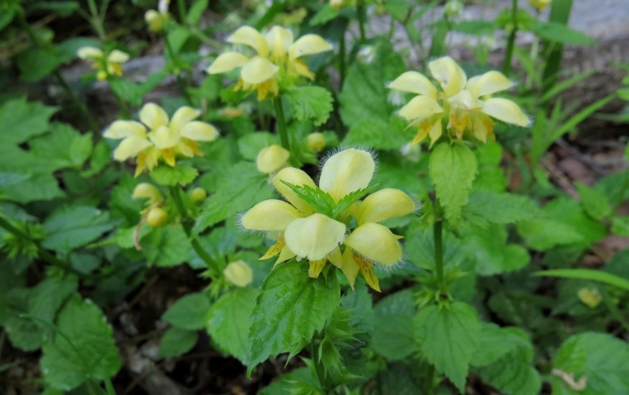 Зеленчук яснотка