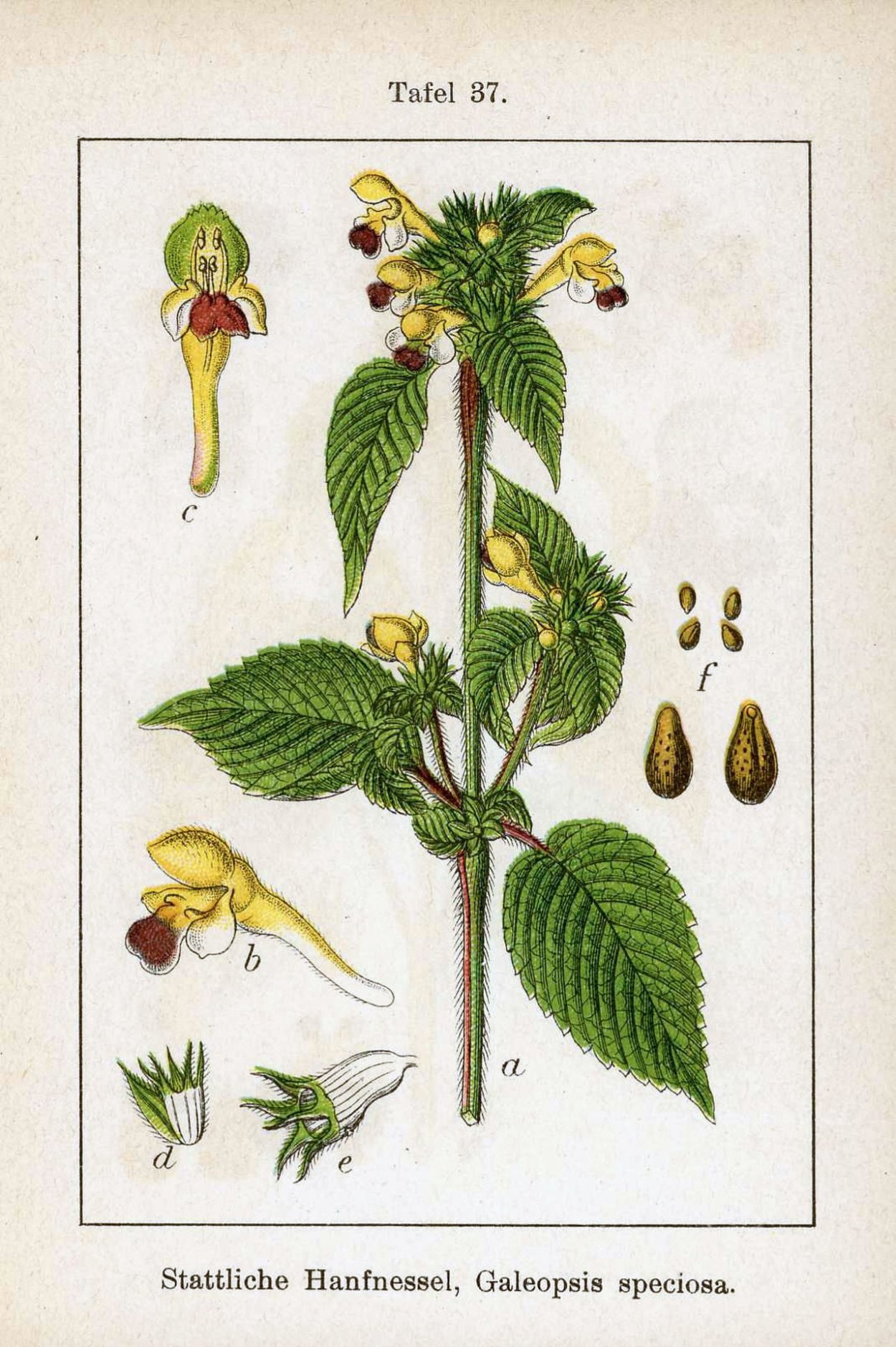 Пикульник пятнистый