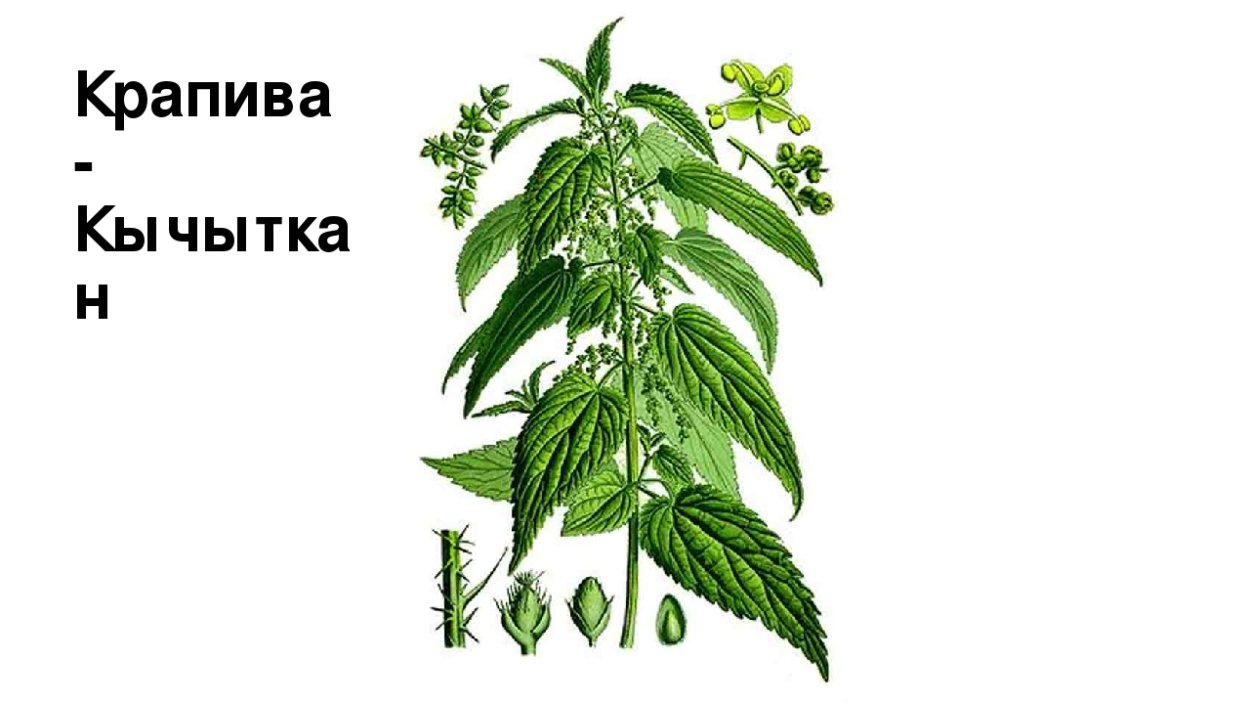 Крапива двудомная на белом фоне