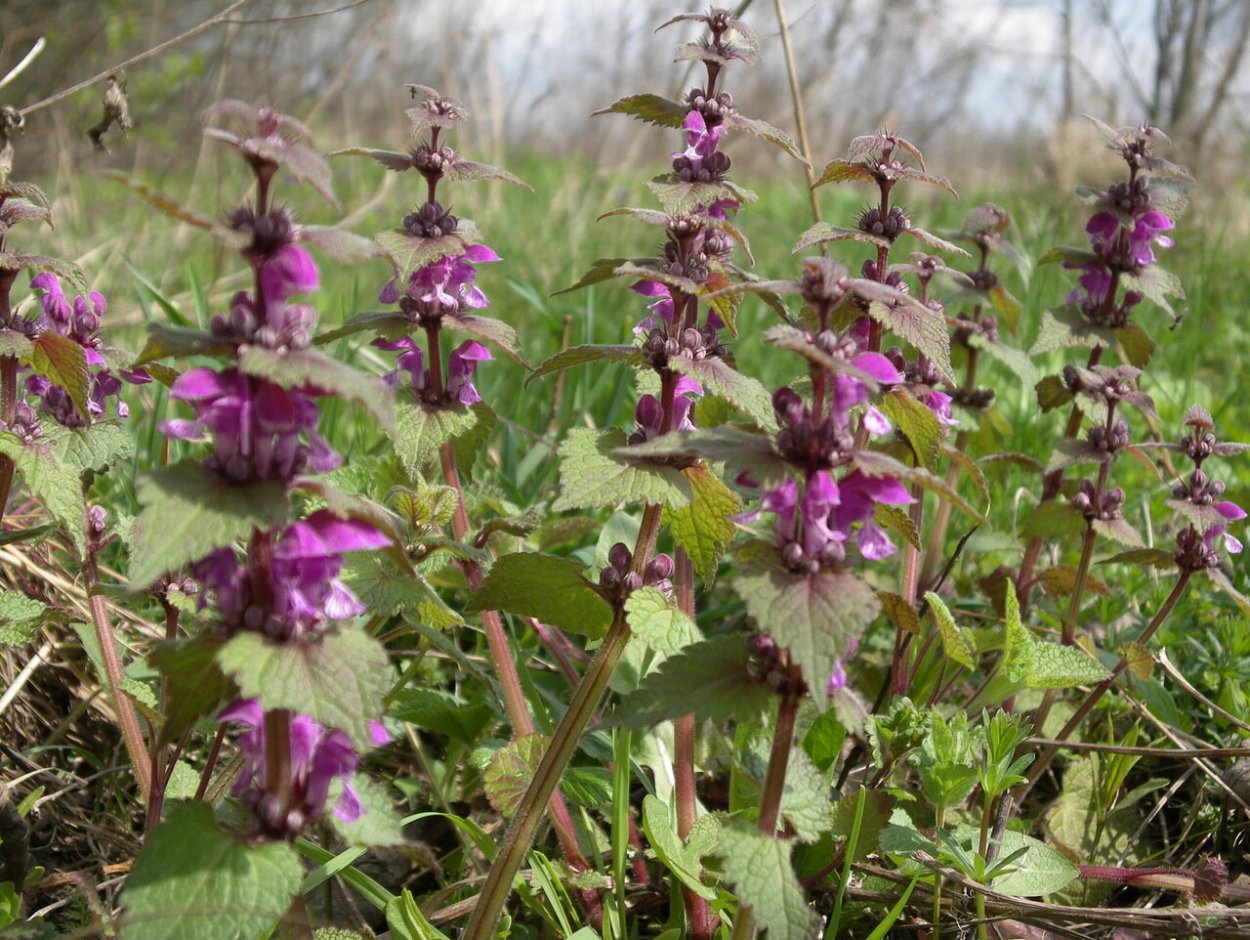 Крапива Цветущая сиреневыми цветочками