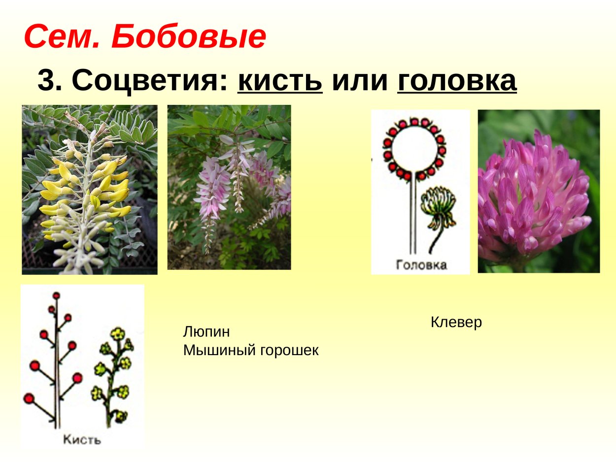 Лекарственные представители бобовых