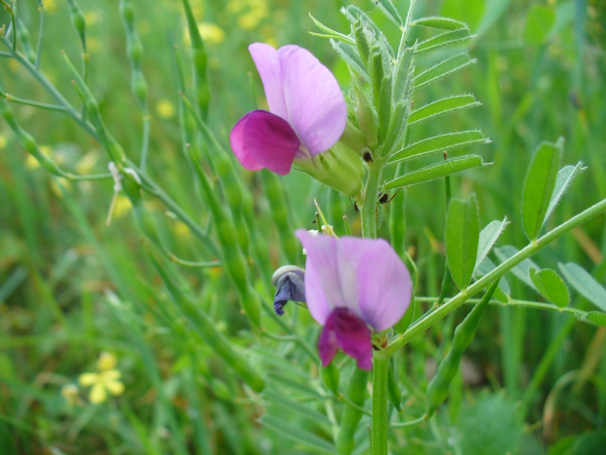 Чина Луговая — Lathyrus pratensis l