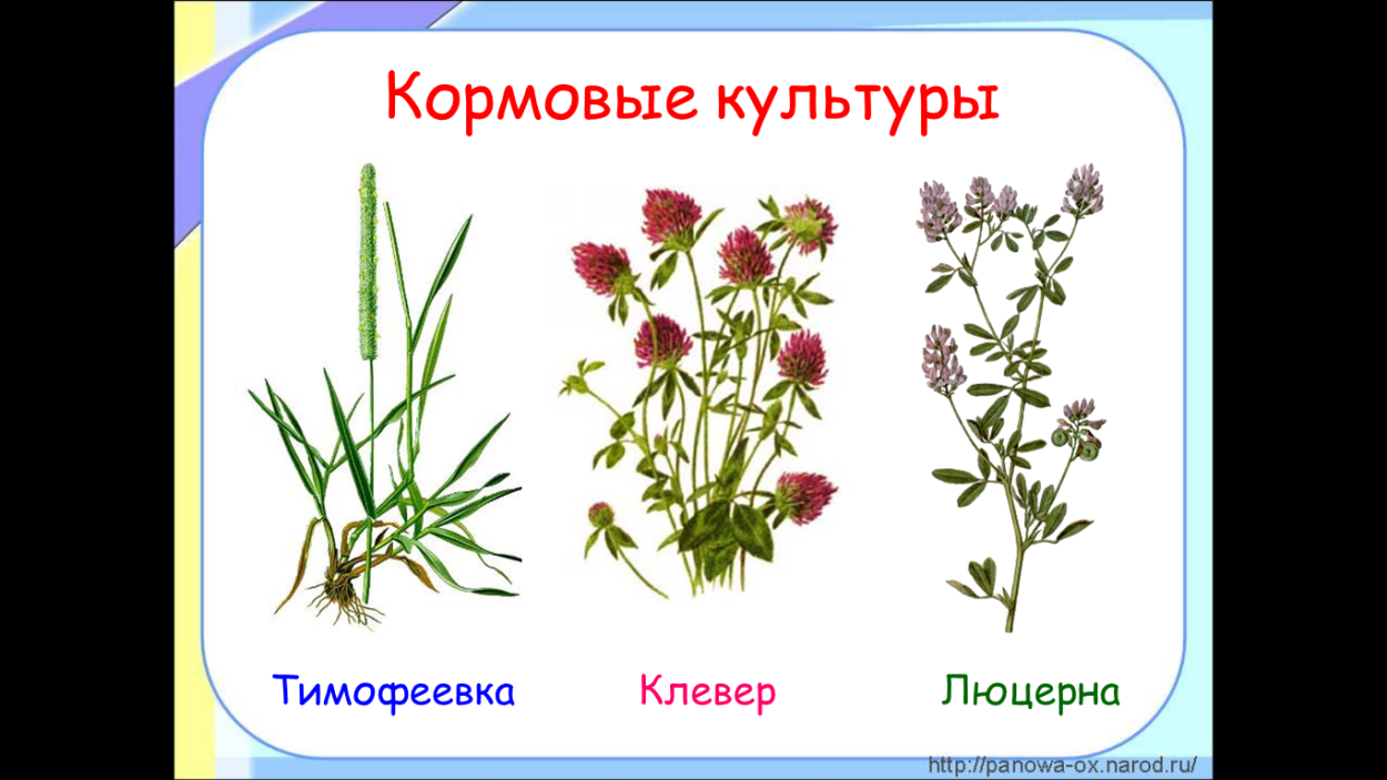 Разновидности бобовых