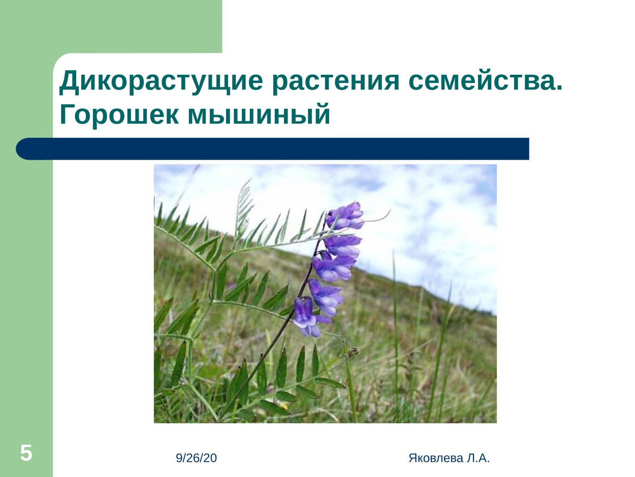 Горошек мышиный формула цветка