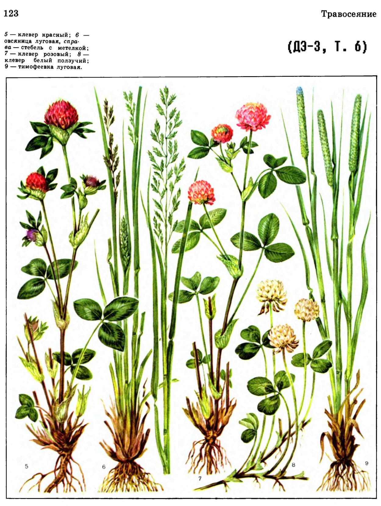 Паслёновые клубеньковые