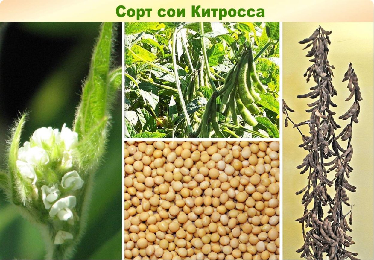 Полевые цветы названия