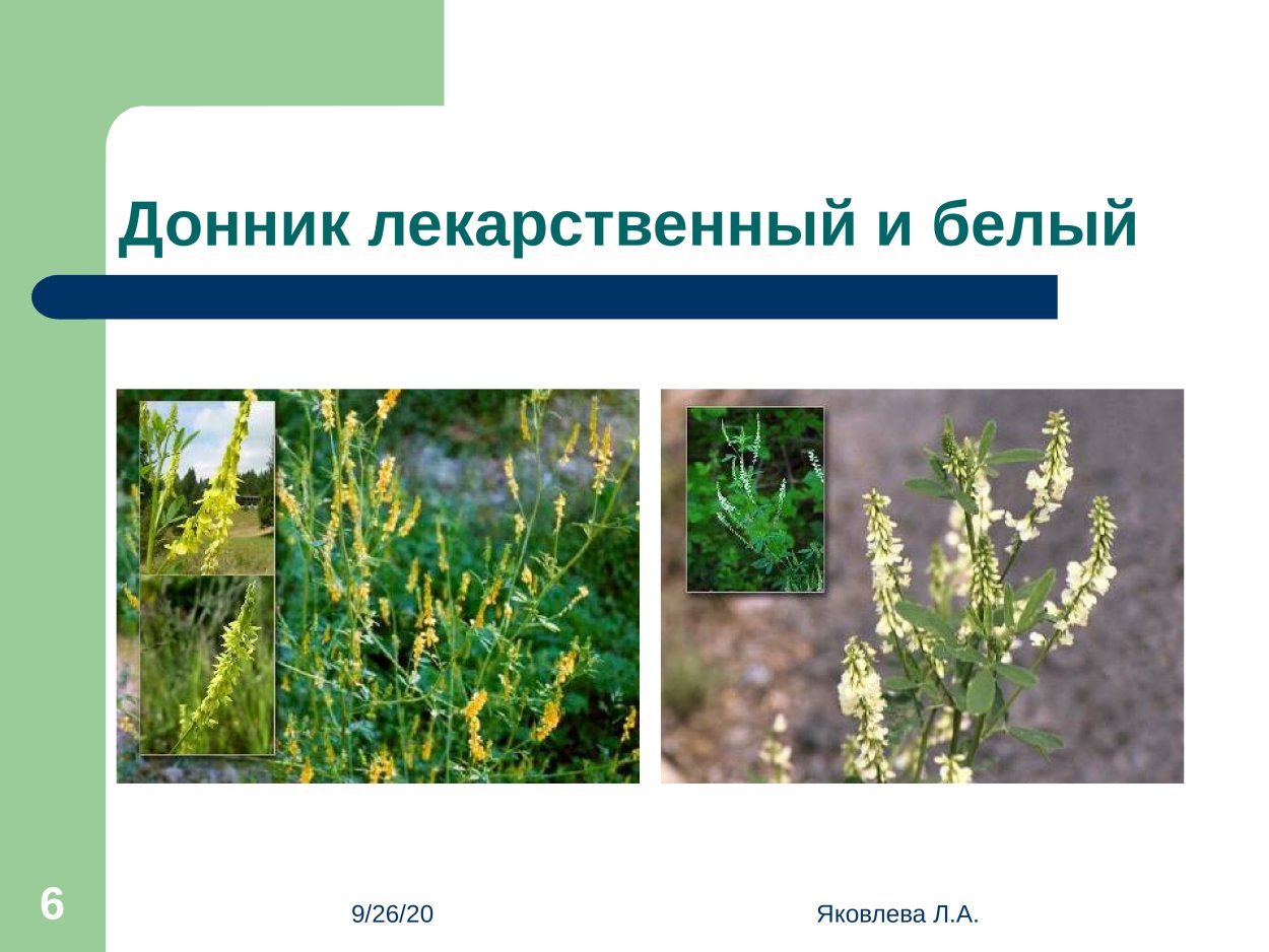 Дикорастущие растения семейства мотыльковых