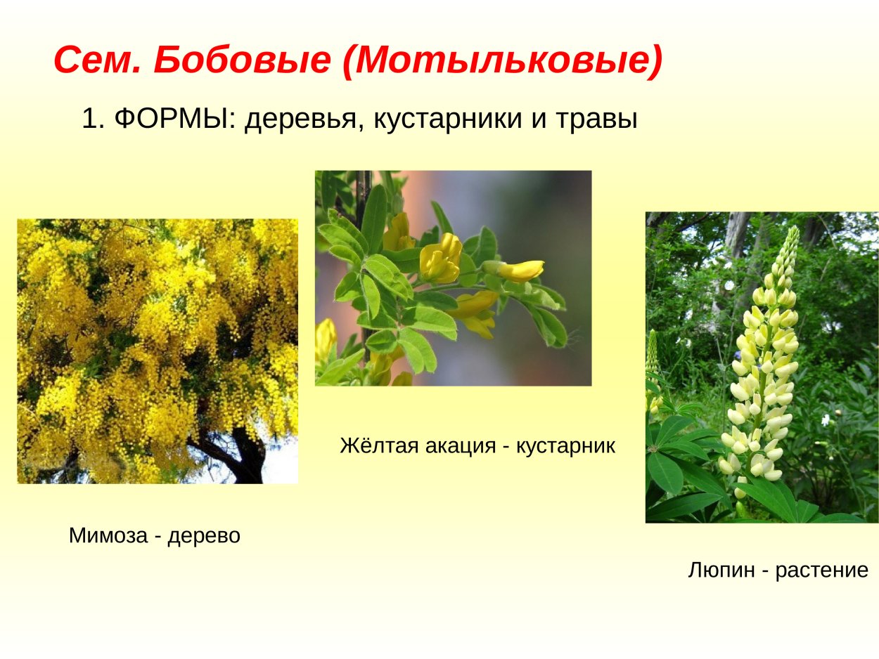 Вязель мышиный горошек