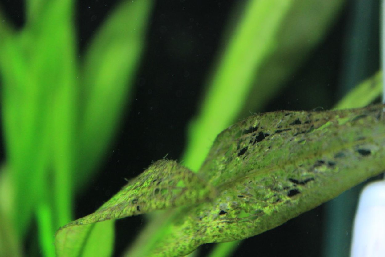 Хлороз криптокорины