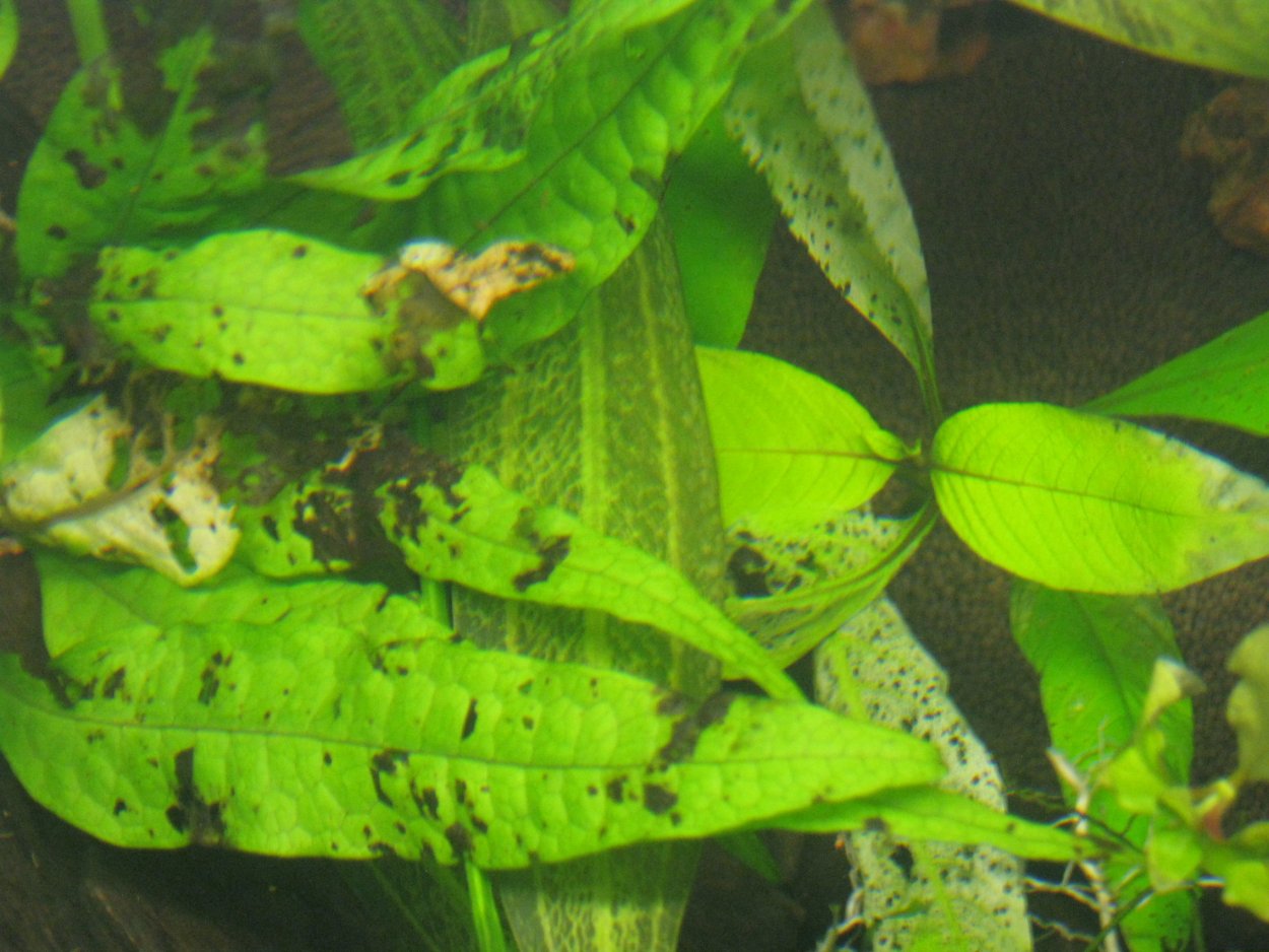 Некроз листьев аквариумных растений