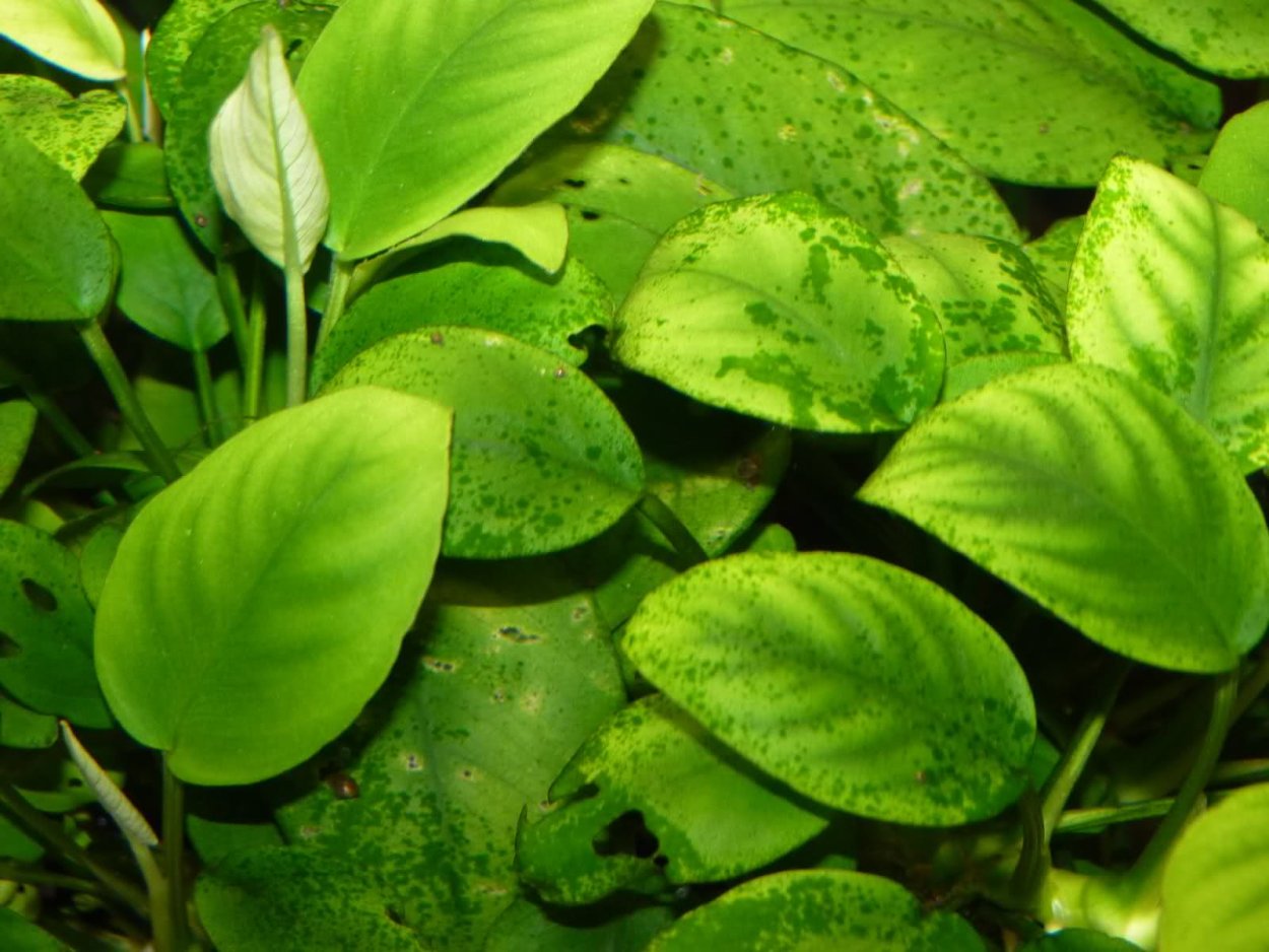 Анубиас Ксенококус