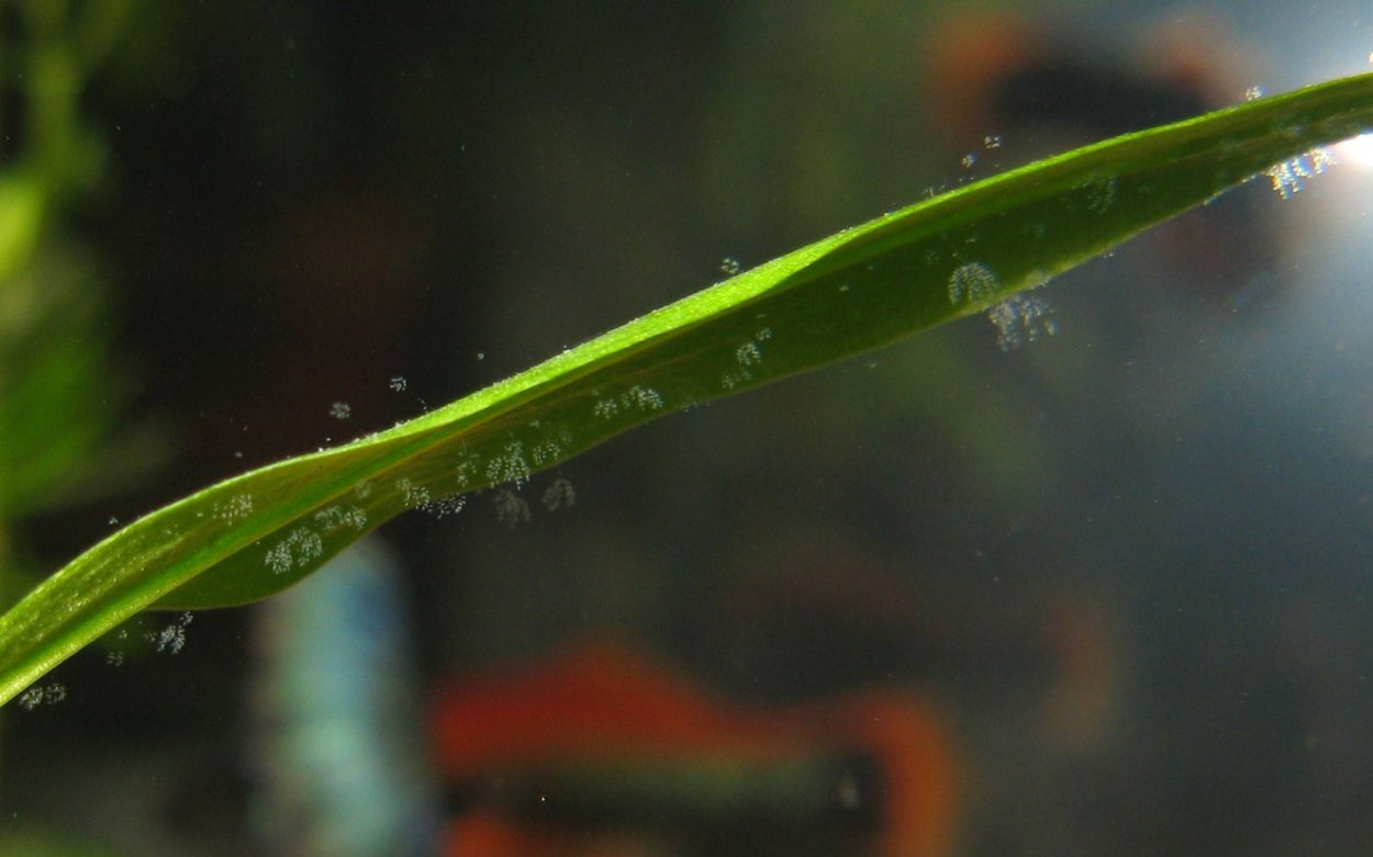 Бурые водоросли на коряге