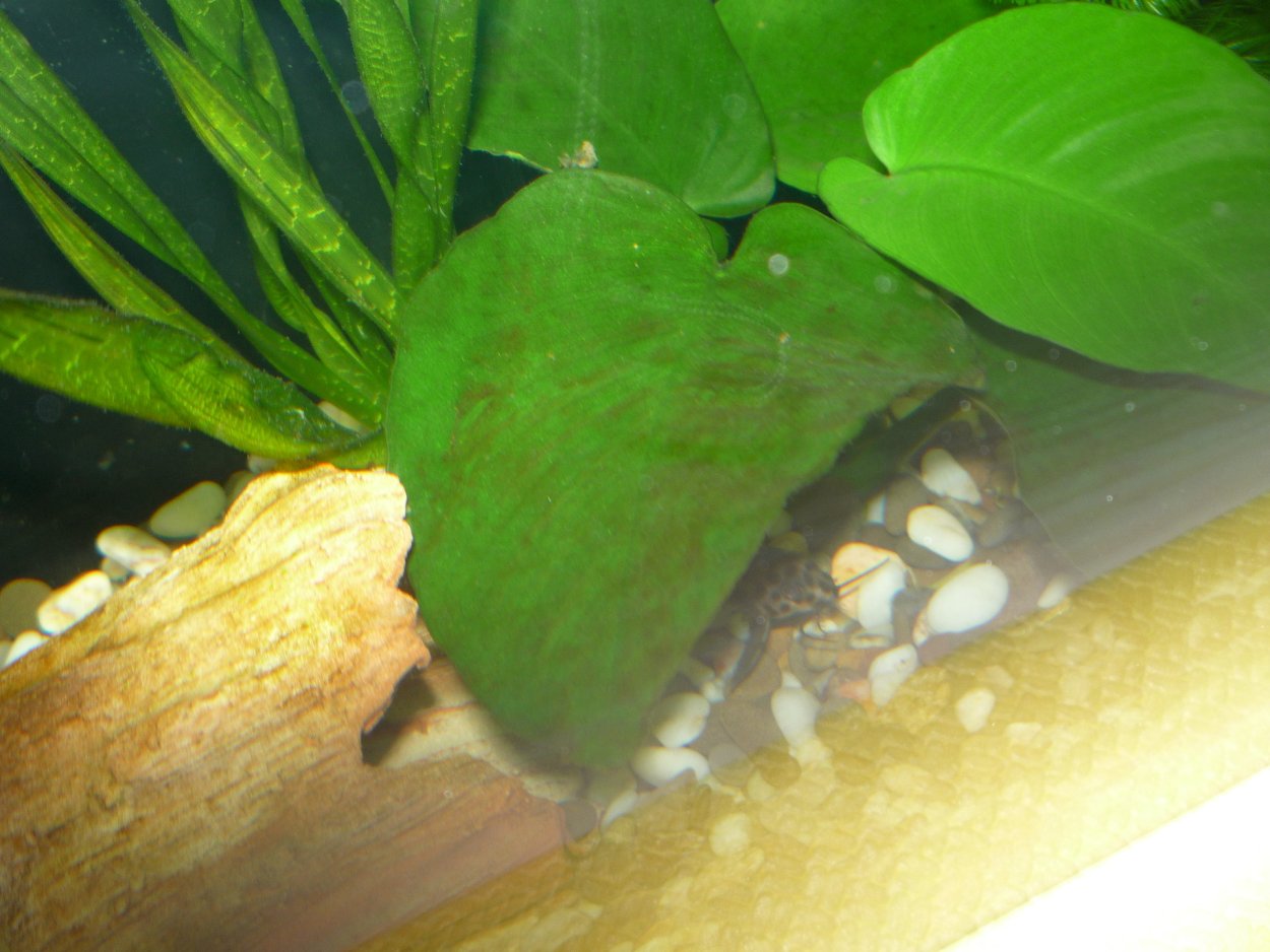 Белые точки на аквариумных растениях