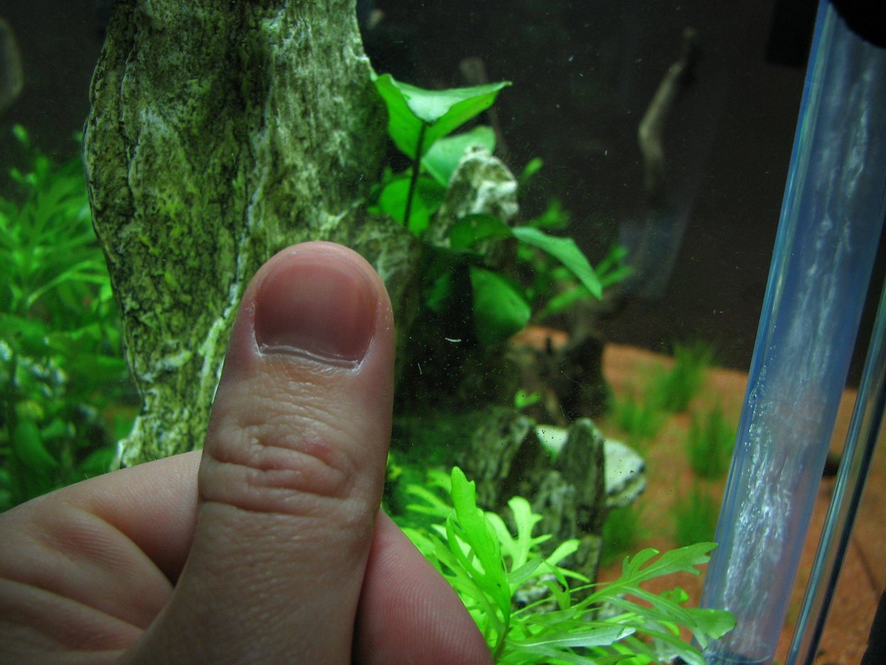 Криптокорина аквариумное растение