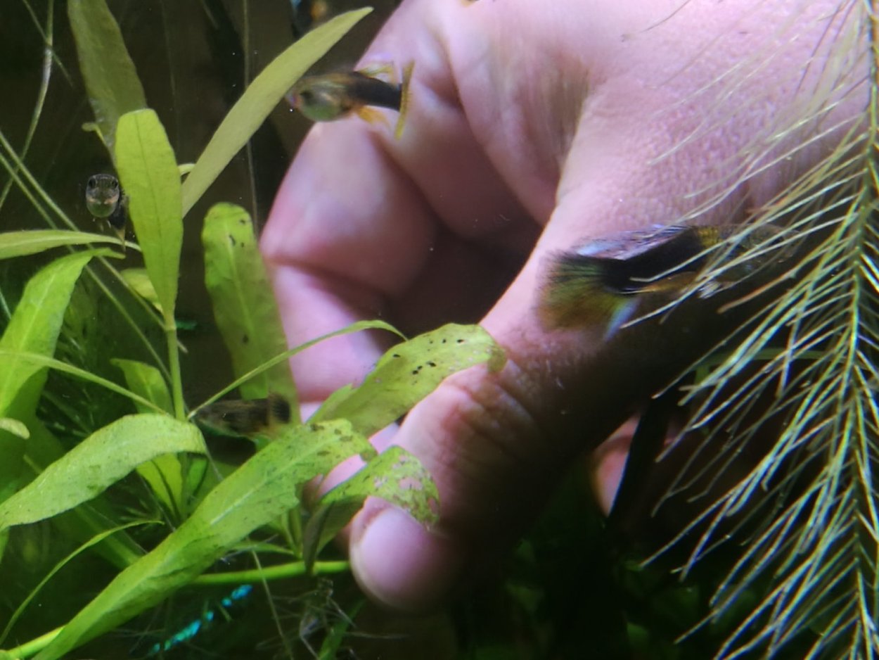 Болезни аквариумных растений