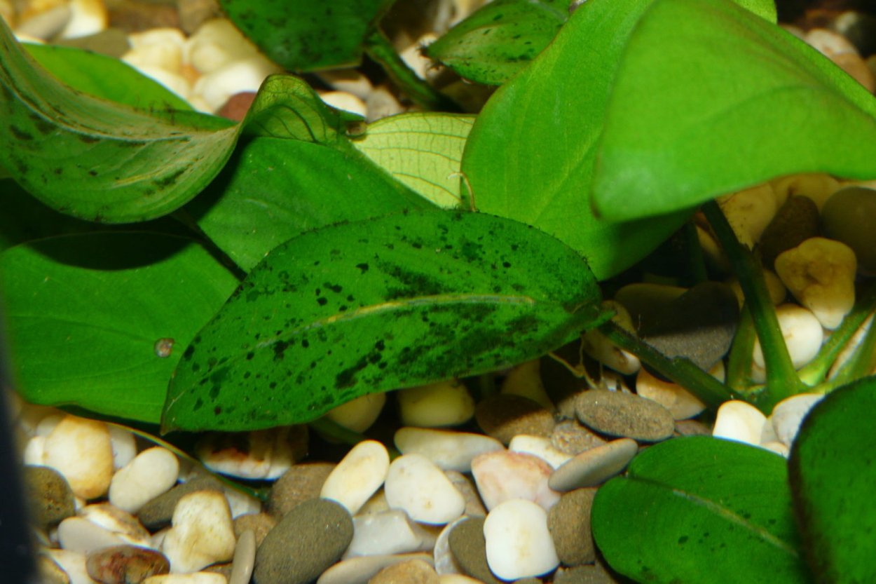 Ксенококус в аквариуме