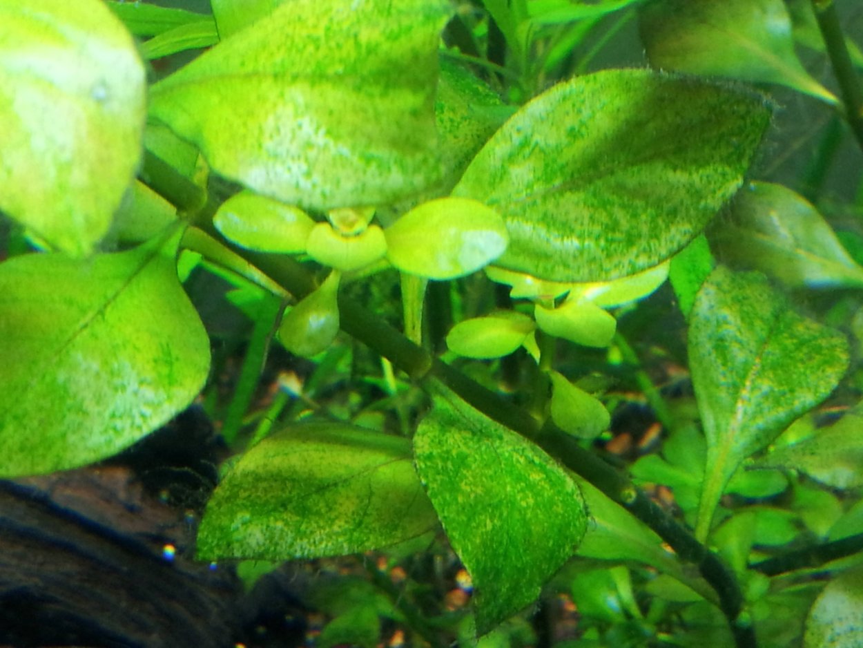 Водоросль Ксенококус