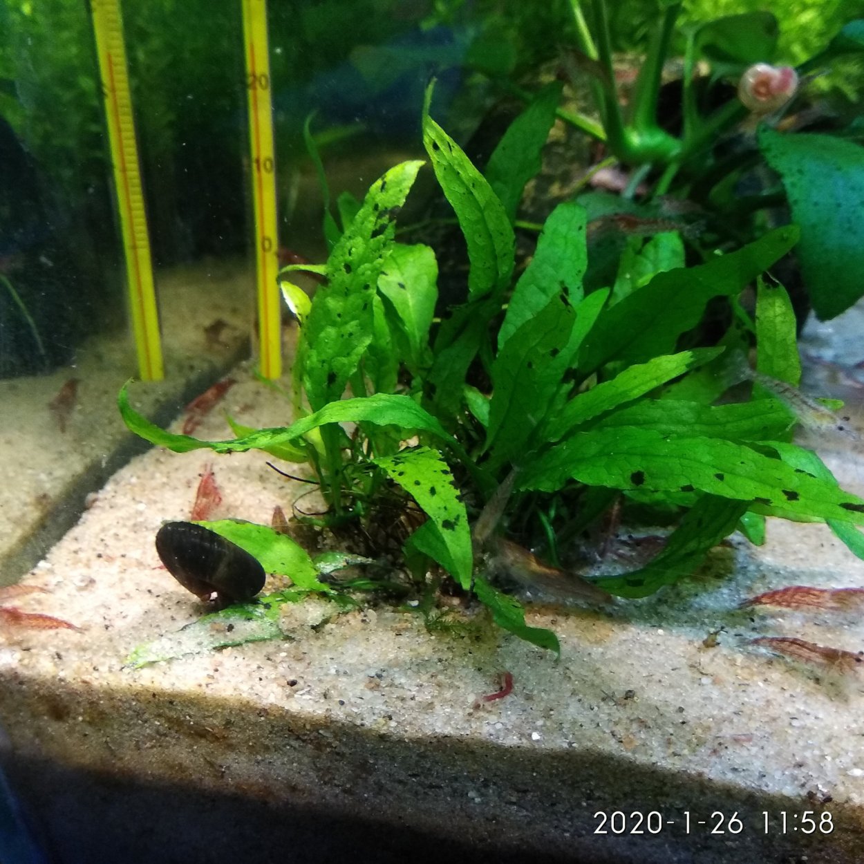 Криптокорина и Длинностебельные растения