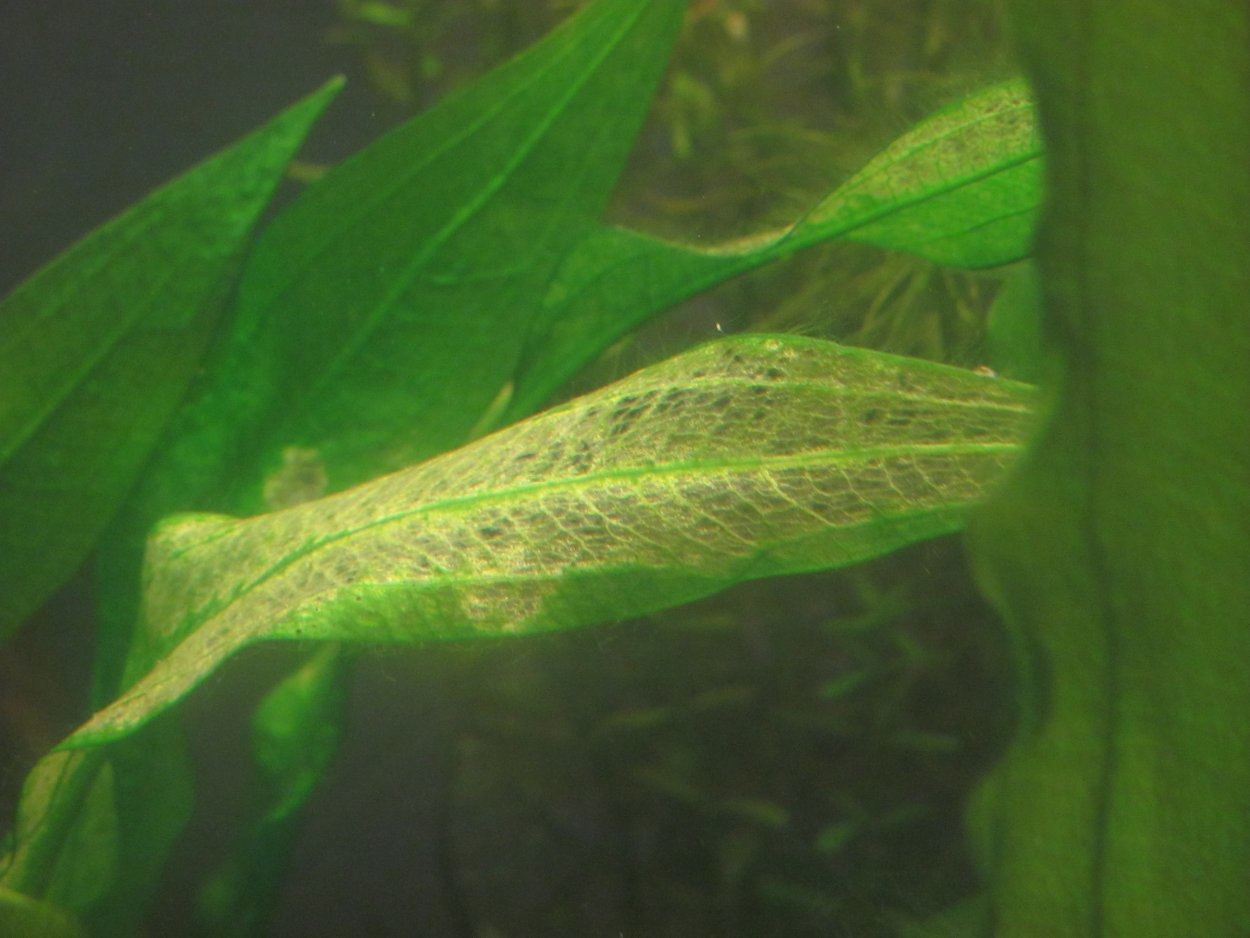 Хлороз аквариумных растений