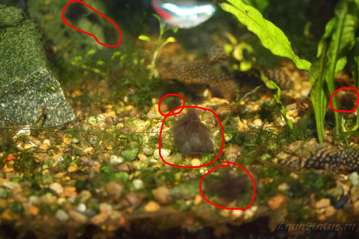 Аквариум водоросли нитчатка