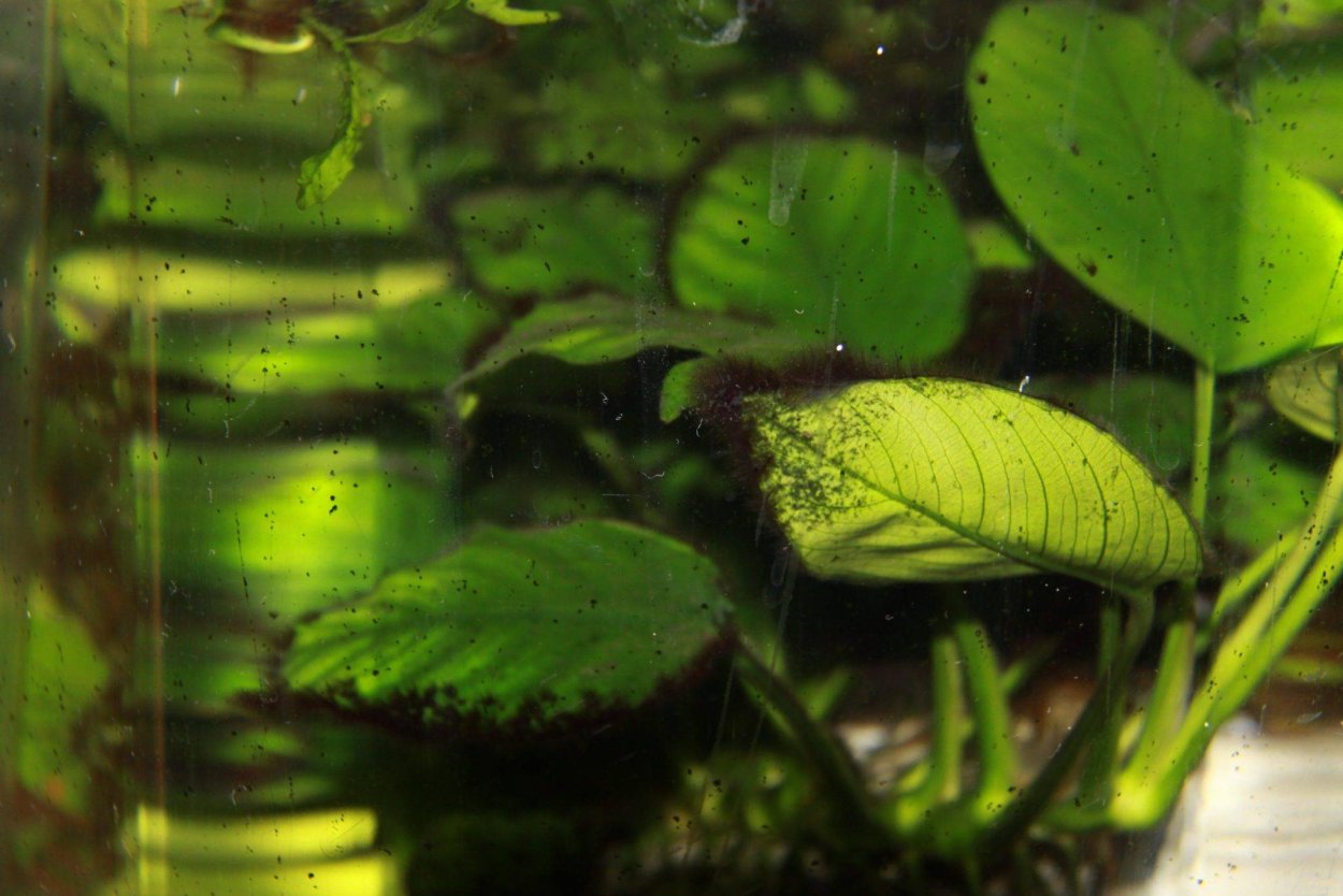 Водоросли черная борода