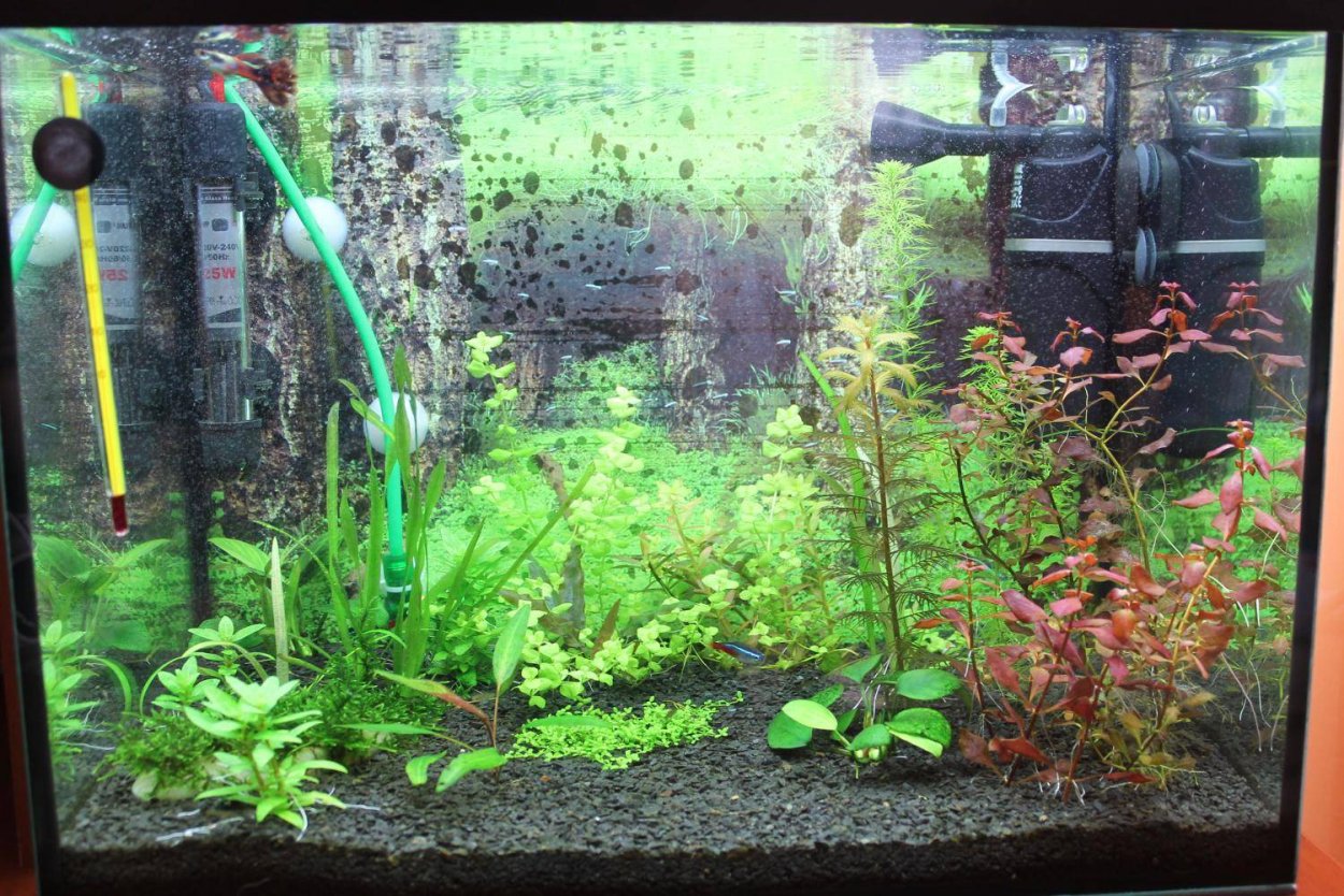 Икринки на водорослях