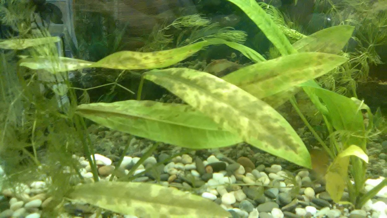 Темные пятна на аквариумных растениях