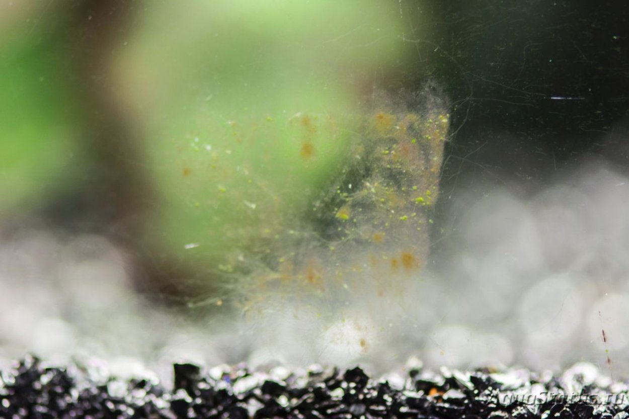 Аквариумные паразиты планарии