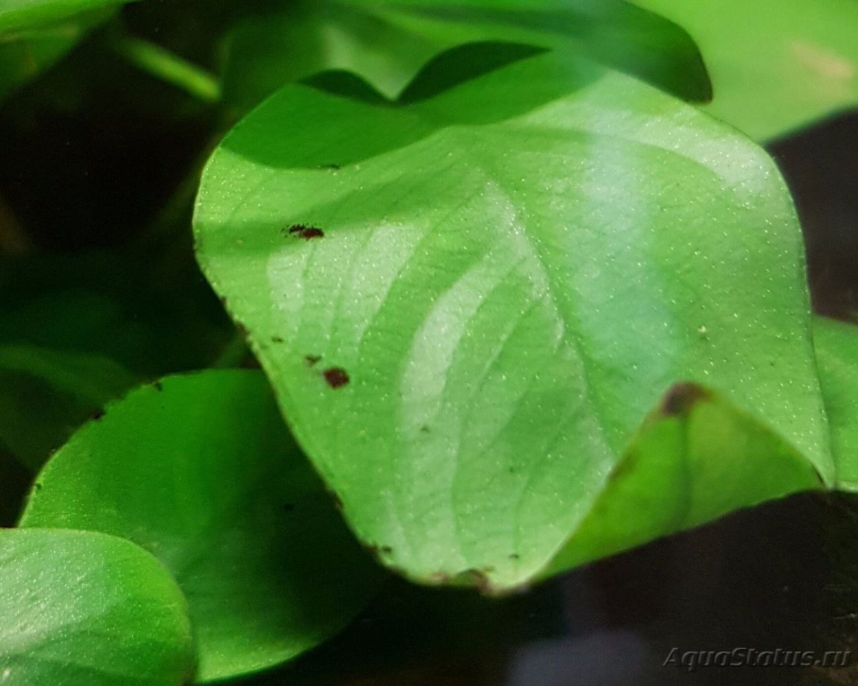 Анубиас коричневые пятна