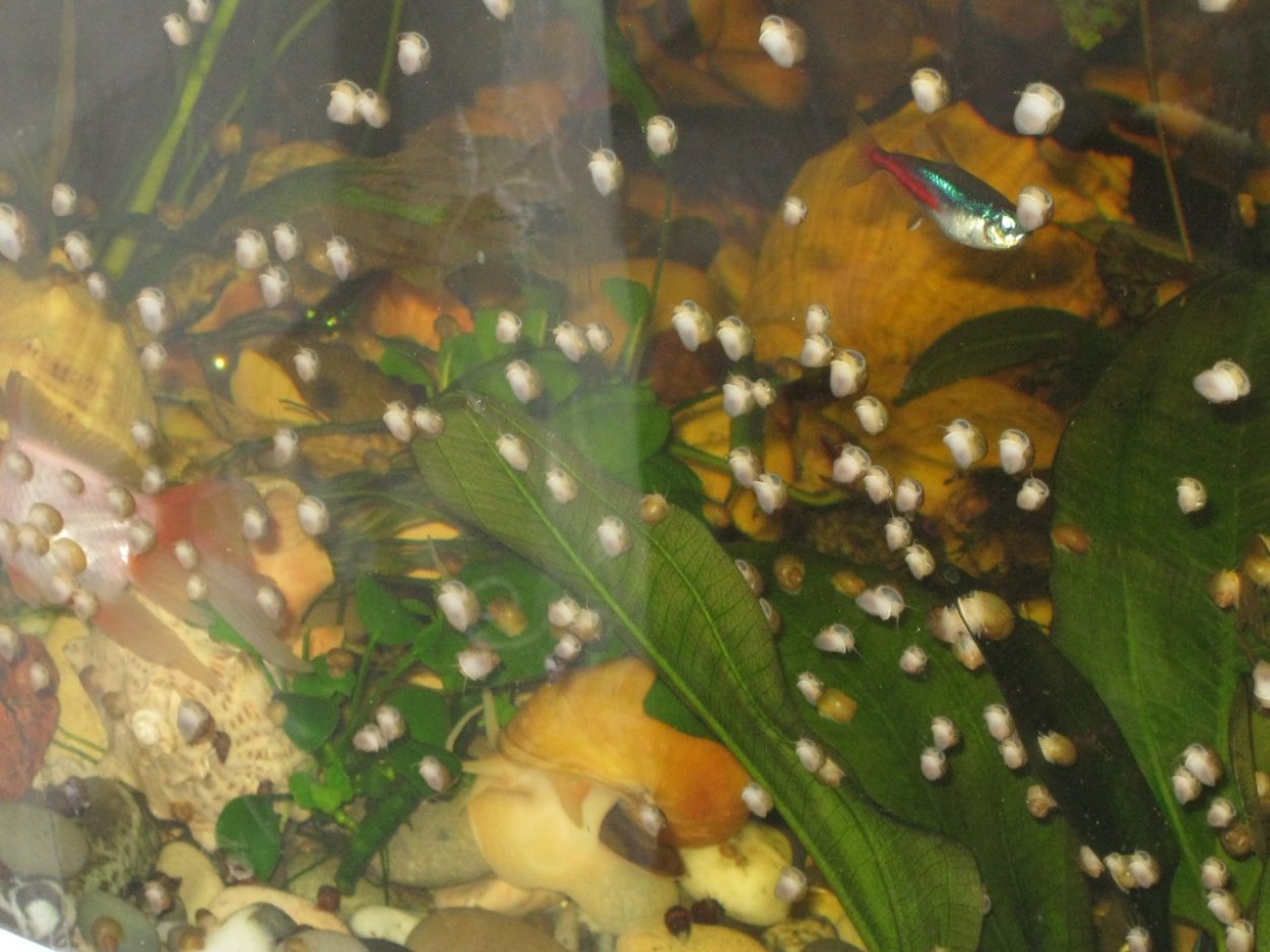 Тля на аквариумных растениях