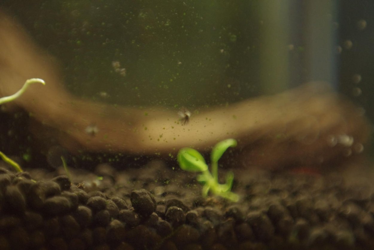 Щитовка на перце