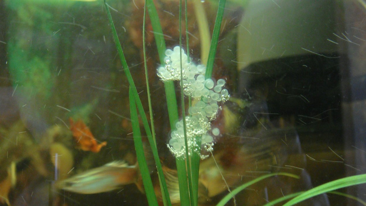 Белая плесень в аквариуме