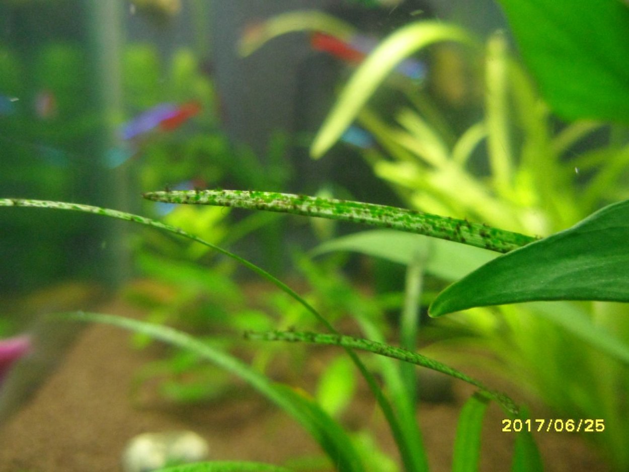 Чёрные точки на листьях аквариумных растений