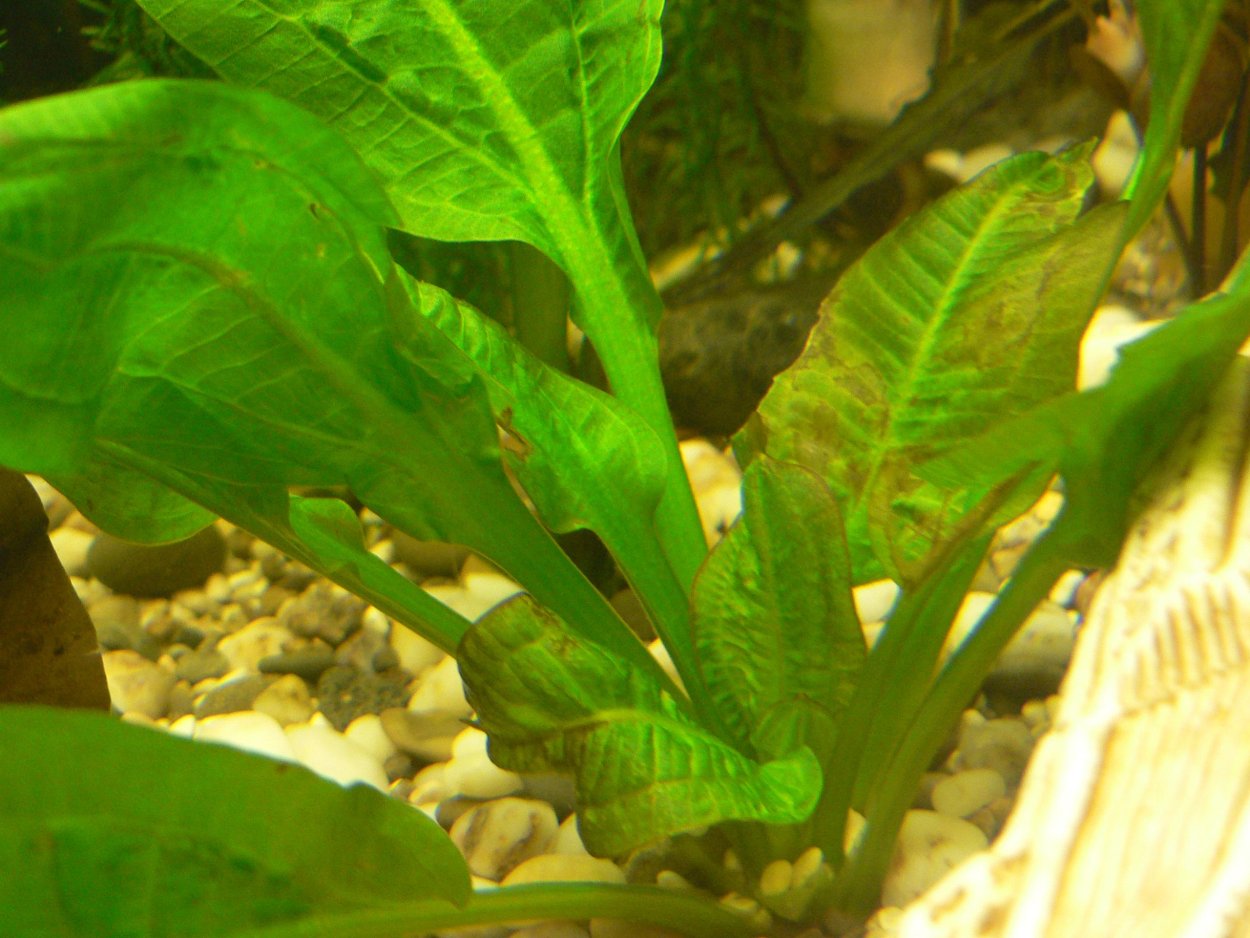 Дафнии в аквариуме