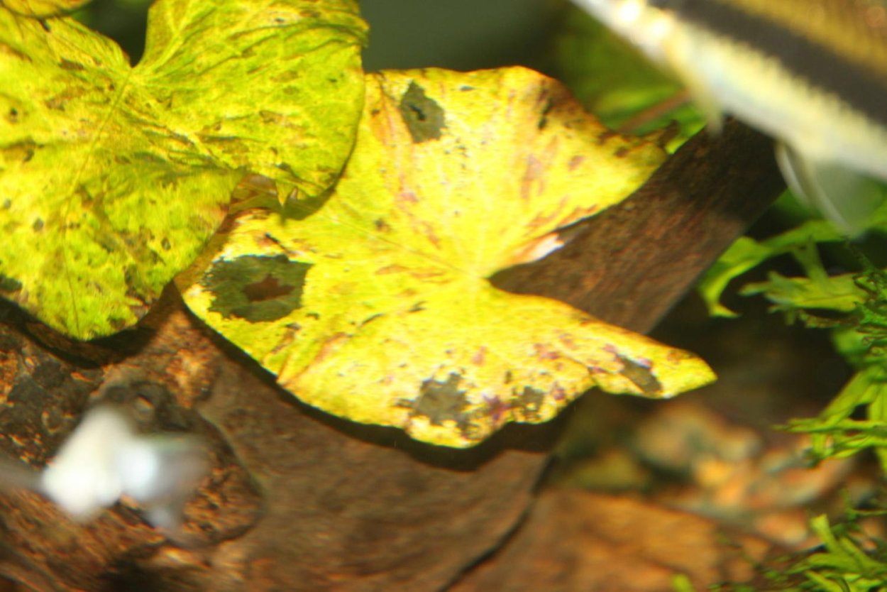 Яйца улитки ампулярии