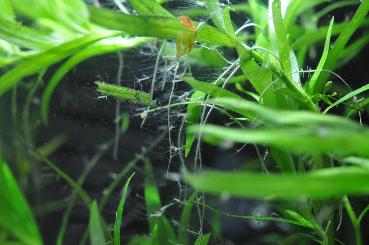 Гидра Пресноводная в аквариуме