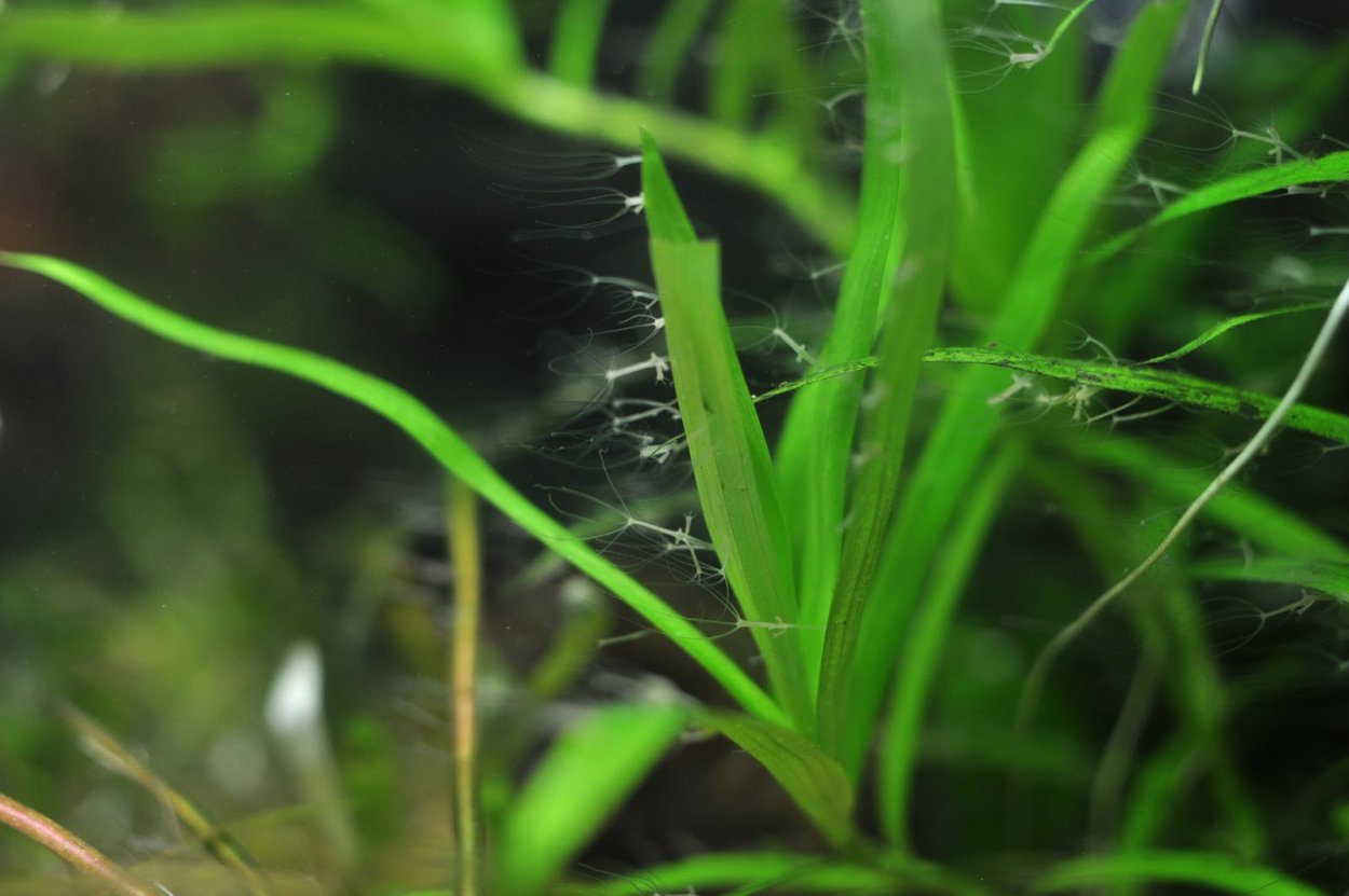 Лагенандра Меебольда