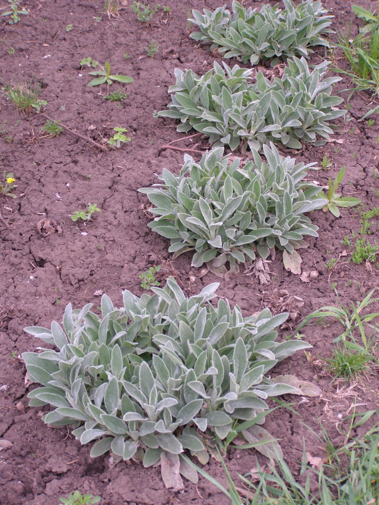 Стахис шерстистый Сильвер карпет