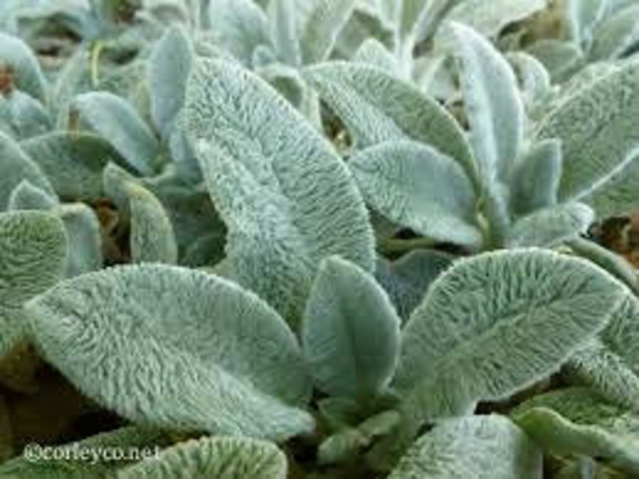 Чистец шерстистый (Stachys Lanata)