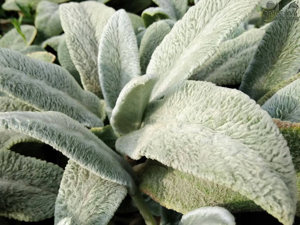 Стахис шерстистый чистец Византийский