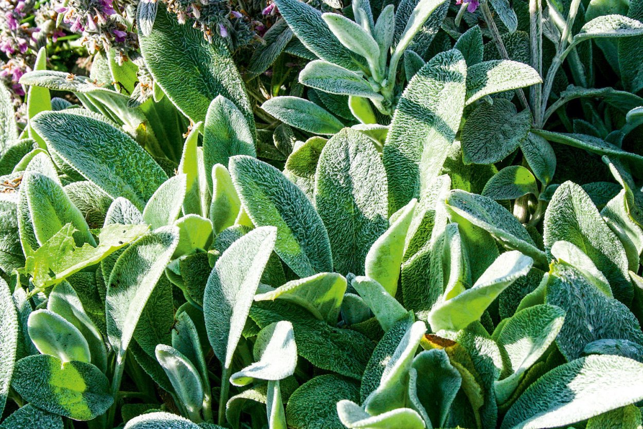 Чистец Сильвер карпет