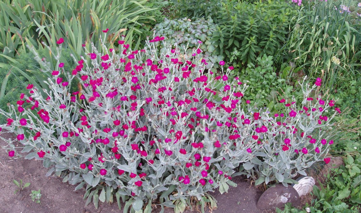 Стахис серебристый (чистец)