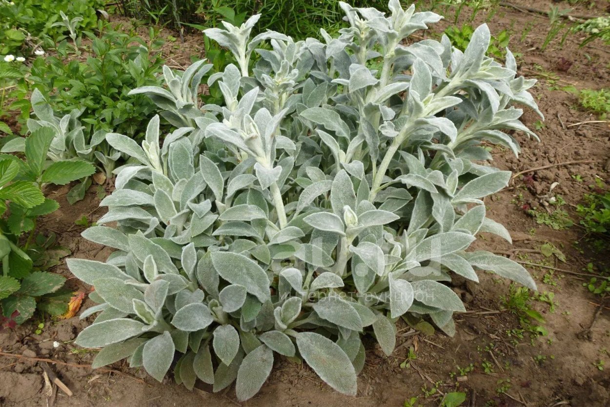 Чистец Византийский Сильвер карпет