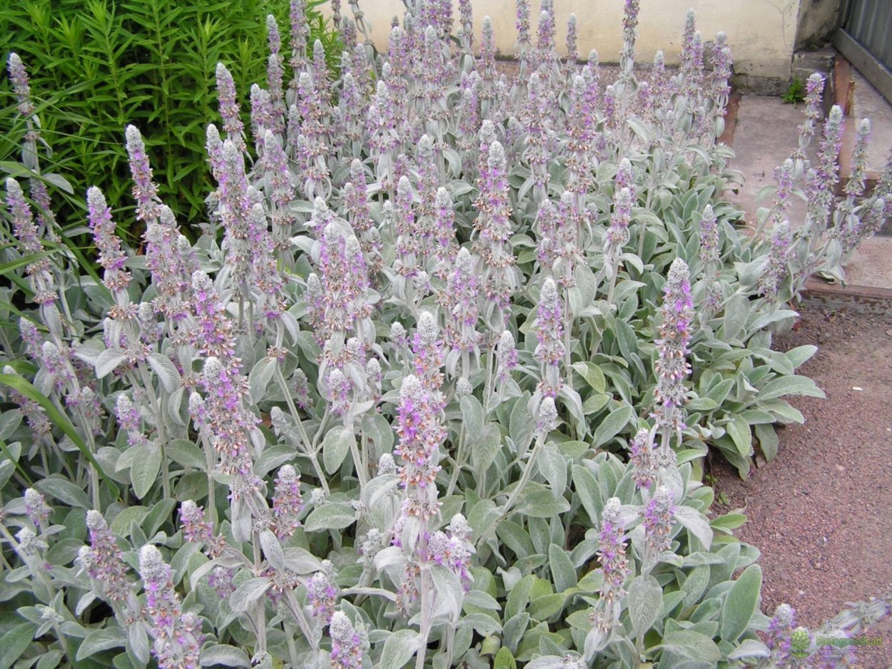 Стахис шерстистый чистец Византийский