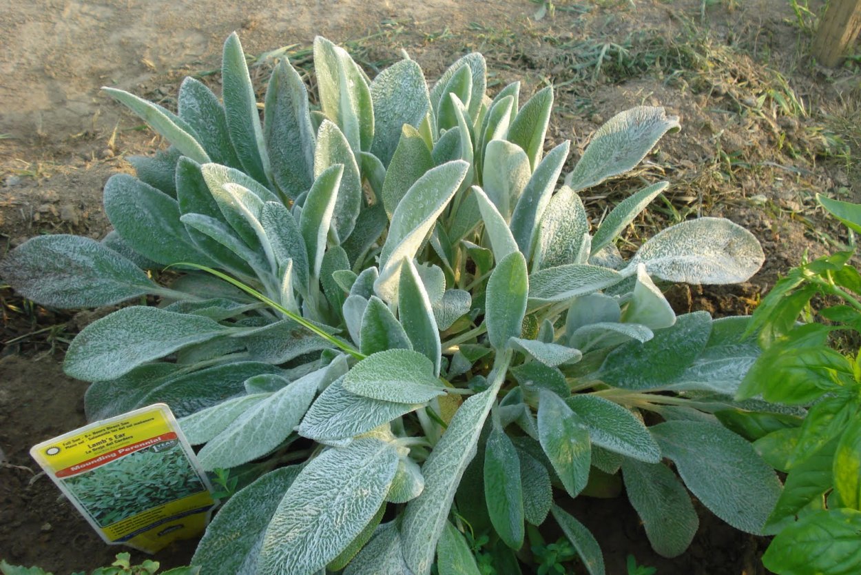 Стахис шерстистый Сильвер карпет