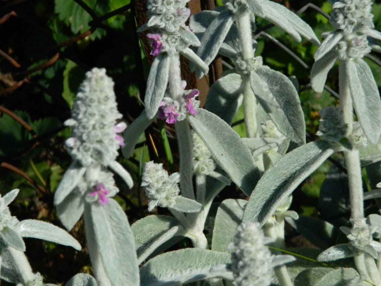 Стахис шерстистый чистец Византийский